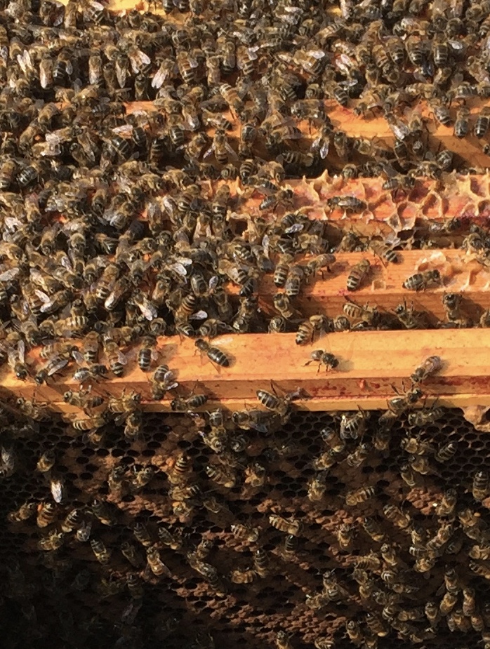Grove House Levisham - Honey Bees on Brood Frame